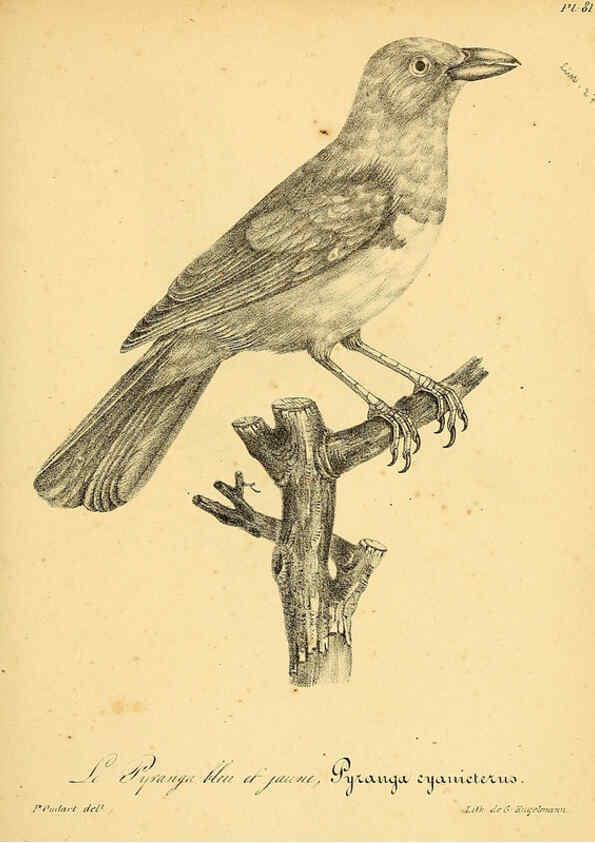 Reproducción/Reproduction 6001924653: La galerie des oiseaux Paris :Carpentier-Méricourt,1834