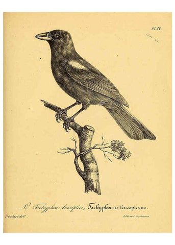 Reproducción/Reproduction 6002472842: La galerie des oiseaux Paris :Carpentier-Méricourt,1834