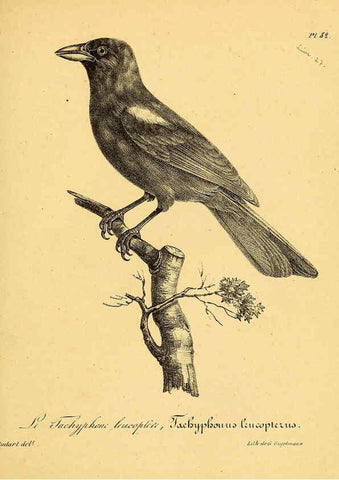 Reproducción/Reproduction 6002472842: La galerie des oiseaux Paris :Carpentier-Méricourt,1834