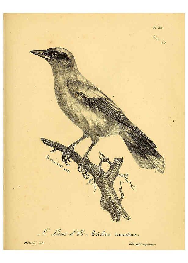 Reproducción/Reproduction 6002473440: La galerie des oiseaux Paris :Carpentier-Méricourt,1834