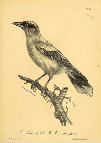 Reproducción/Reproduction 6002473440: La galerie des oiseaux Paris :Carpentier-Méricourt,1834