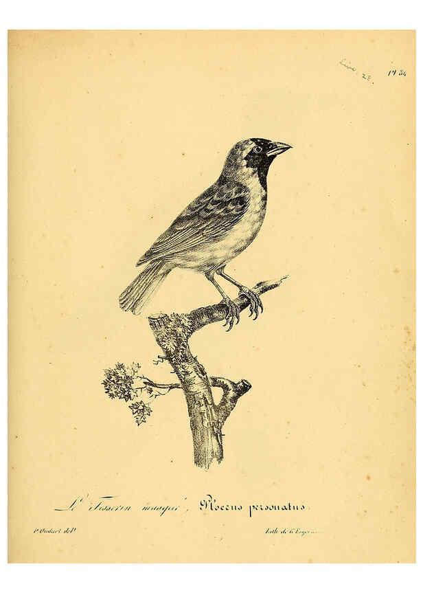 Reproducción/Reproduction 6001925907: La galerie des oiseaux Paris :Carpentier-Méricourt,1834