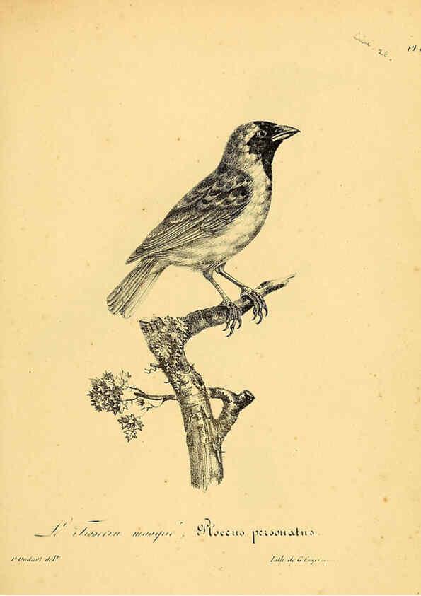 Reproducción/Reproduction 6001925907: La galerie des oiseaux Paris :Carpentier-Méricourt,1834