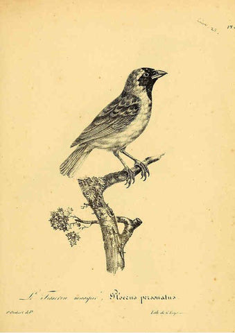 Reproducción/Reproduction 6001925907: La galerie des oiseaux Paris :Carpentier-Méricourt,1834