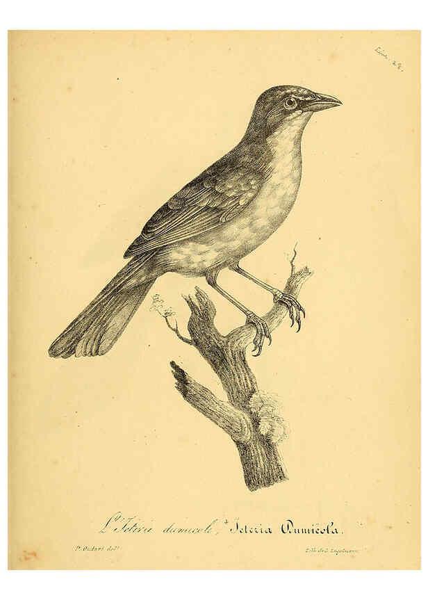 Reproducción/Reproduction 6001926399: La galerie des oiseaux Paris :Carpentier-Méricourt,1834
