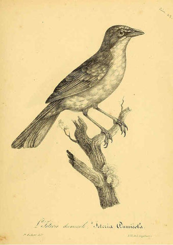 Reproducción/Reproduction 6001926399: La galerie des oiseaux Paris :Carpentier-Méricourt,1834