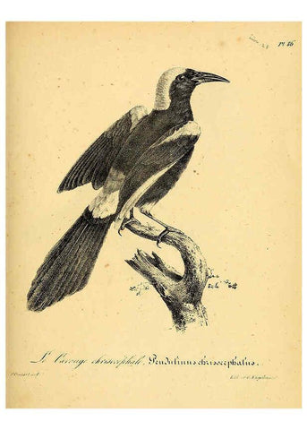 Reproducción/Reproduction 6001926651: La galerie des oiseaux Paris :Carpentier-Méricourt,1834