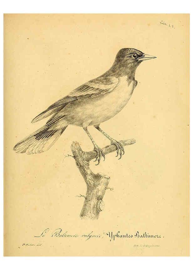 Reproducción/Reproduction 6002474918: La galerie des oiseaux Paris :Carpentier-Méricourt,1834