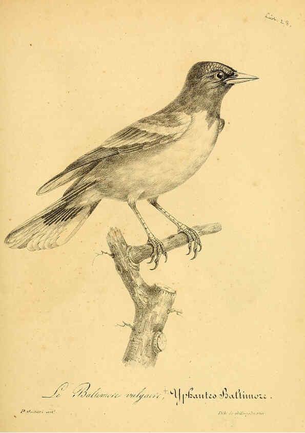 Reproducción/Reproduction 6002474918: La galerie des oiseaux Paris :Carpentier-Méricourt,1834