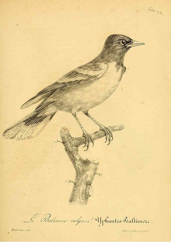 Reproducción/Reproduction 6002474918: La galerie des oiseaux Paris :Carpentier-Méricourt,1834