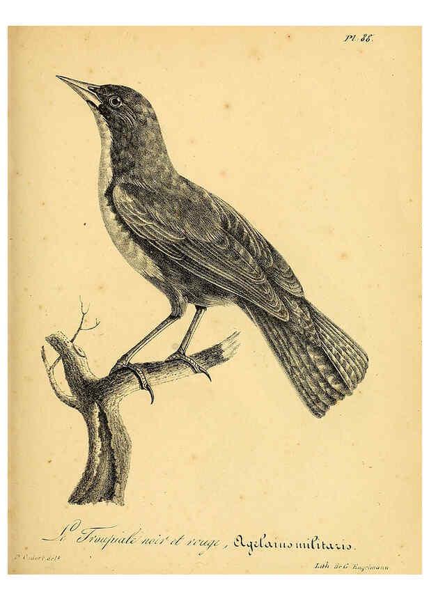 Reproducción/Reproduction 6001927343: La galerie des oiseaux Paris :Carpentier-Méricourt,1834