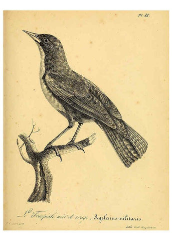 Reproducción/Reproduction 6001927343: La galerie des oiseaux Paris :Carpentier-Méricourt,1834