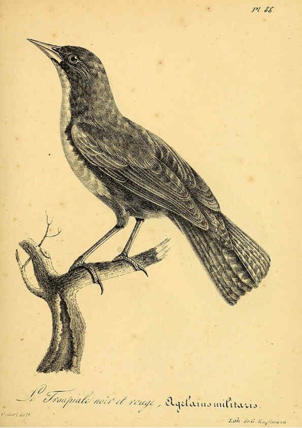 Reproducción/Reproduction 6001927343: La galerie des oiseaux Paris :Carpentier-Méricourt,1834