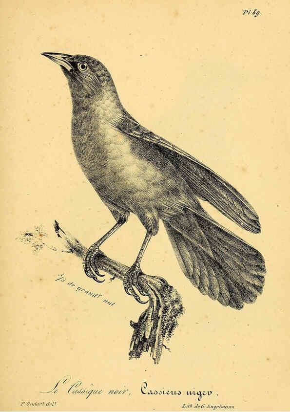 Reproducción/Reproduction 6001927705: La galerie des oiseaux Paris :Carpentier-Méricourt,1834