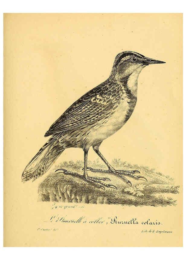 Reproducción/Reproduction 6002476028: La galerie des oiseaux Paris :Carpentier-Méricourt,1834