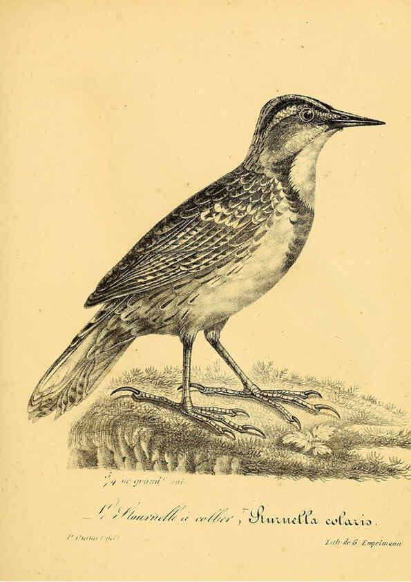 Reproducción/Reproduction 6002476028: La galerie des oiseaux Paris :Carpentier-Méricourt,1834