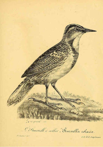 Reproducción/Reproduction 6002476028: La galerie des oiseaux Paris :Carpentier-Méricourt,1834