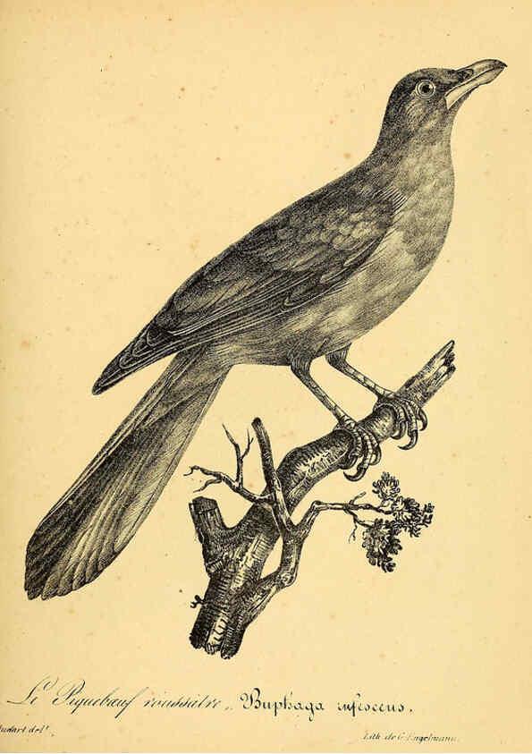 Reproducción/Reproduction 6002476714: La galerie des oiseaux Paris :Carpentier-Méricourt,1834