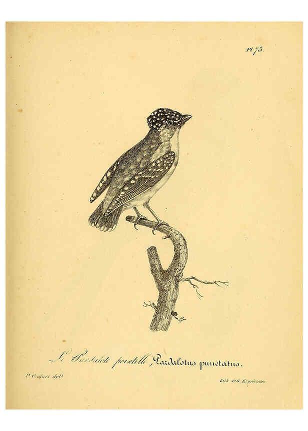 Reproducción/Reproduction 6002469582: La galerie des oiseaux Paris :Carpentier-Méricourt,1834