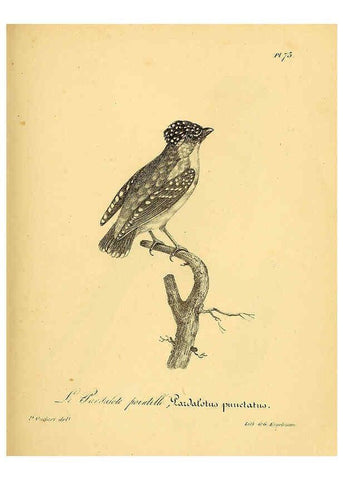 Reproducción/Reproduction 6002469582: La galerie des oiseaux Paris :Carpentier-Méricourt,1834