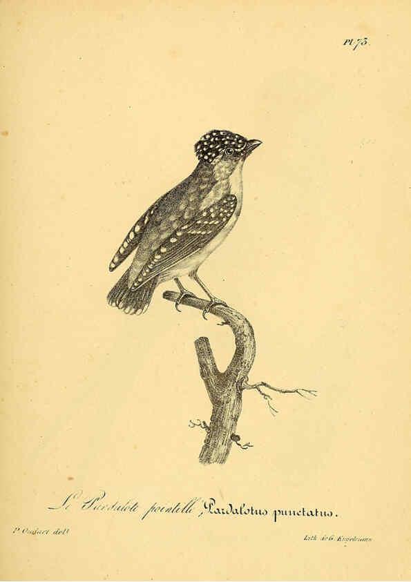 Reproducción/Reproduction 6002469582: La galerie des oiseaux Paris :Carpentier-Méricourt,1834