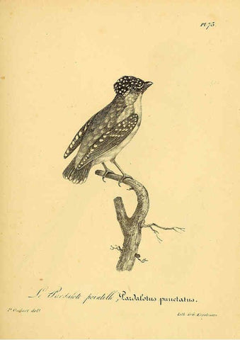Reproducción/Reproduction 6002469582: La galerie des oiseaux Paris :Carpentier-Méricourt,1834