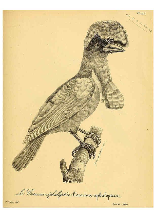 Reproducción/Reproduction 6001937855: La galerie des oiseaux Paris :Carpentier-Méricourt,1834
