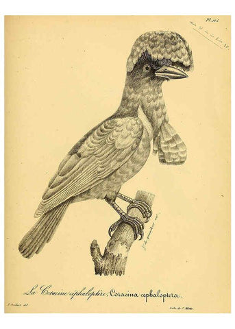 Reproducción/Reproduction 6001937855: La galerie des oiseaux Paris :Carpentier-Méricourt,1834