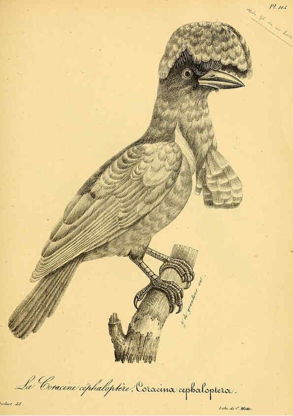 Reproducción/Reproduction 6001937855: La galerie des oiseaux Paris :Carpentier-Méricourt,1834