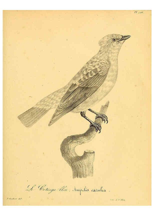 Reproducción/Reproduction 6001939347: La galerie des oiseaux Paris :Carpentier-Méricourt,1834