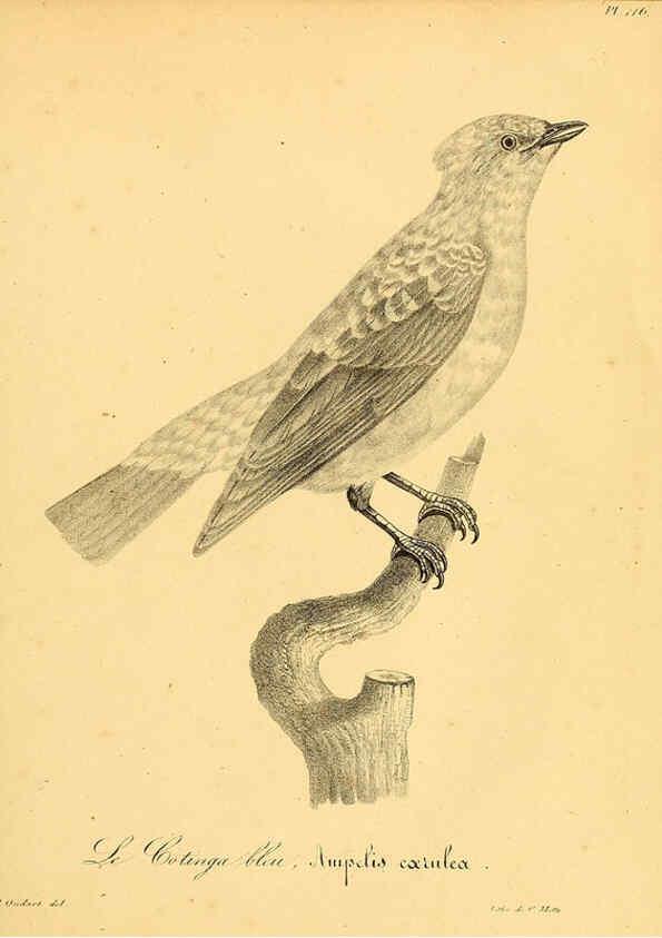 Reproducción/Reproduction 6001939347: La galerie des oiseaux Paris :Carpentier-Méricourt,1834