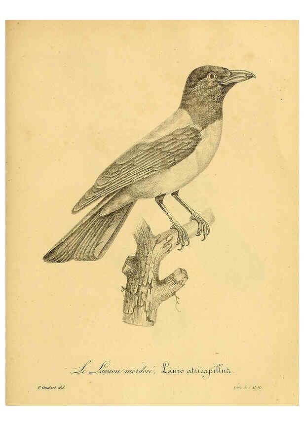 Reproducción/Reproduction 6002497294: La galerie des oiseaux Paris :Carpentier-Méricourt,1834