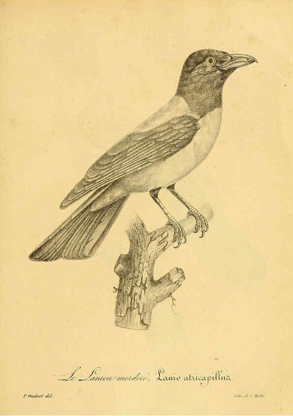 Reproducción/Reproduction 6002497294: La galerie des oiseaux Paris :Carpentier-Méricourt,1834