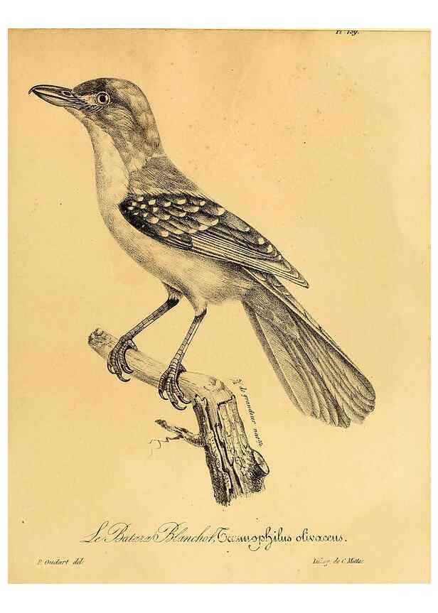 Reproducción/Reproduction 6002497574: La galerie des oiseaux Paris :Carpentier-Méricourt,1834