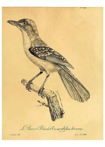 Reproducción/Reproduction 6002497574: La galerie des oiseaux Paris :Carpentier-Méricourt,1834
