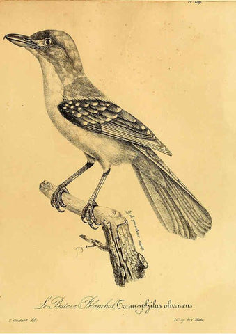 Reproducción/Reproduction 6002497574: La galerie des oiseaux Paris :Carpentier-Méricourt,1834