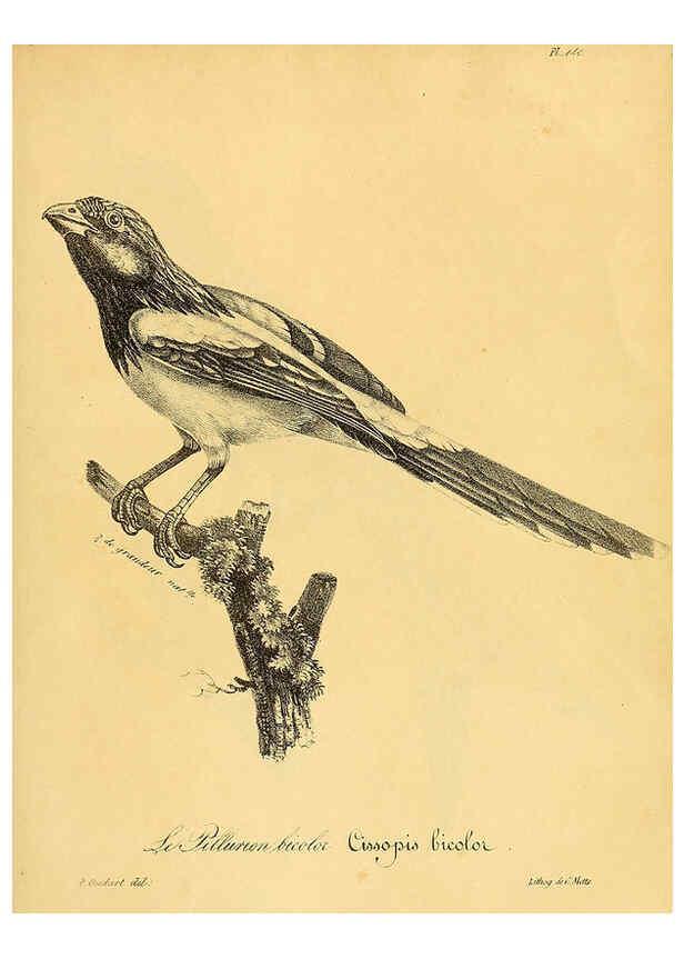 Reproducción/Reproduction 6002497926: La galerie des oiseaux Paris :Carpentier-Méricourt,1834
