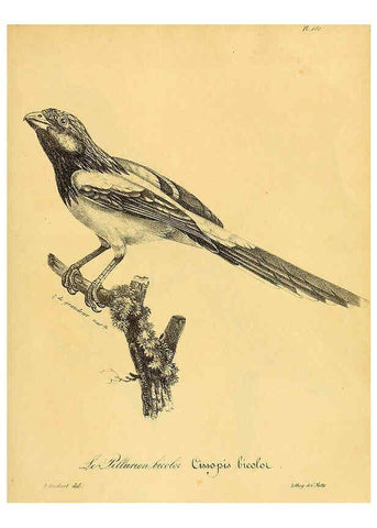 Reproducción/Reproduction 6002497926: La galerie des oiseaux Paris :Carpentier-Méricourt,1834