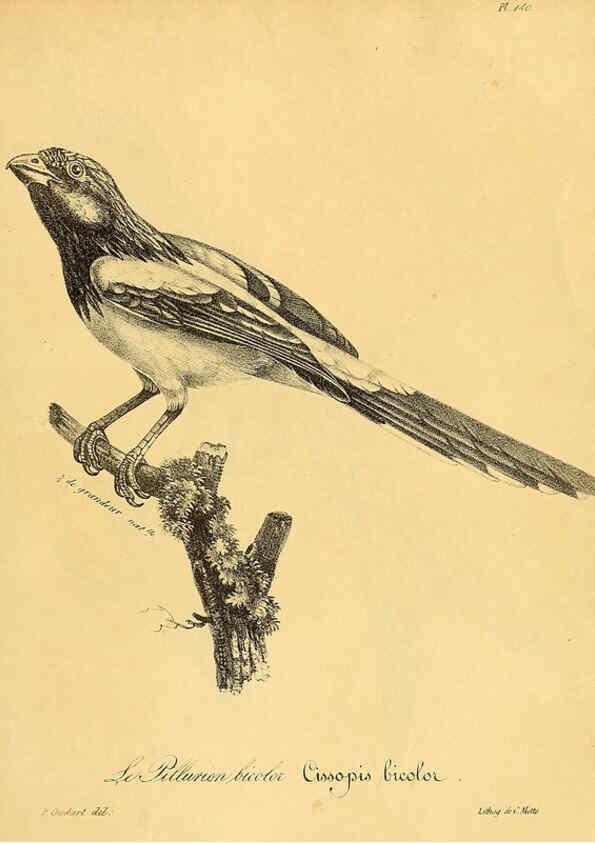 Reproducción/Reproduction 6002497926: La galerie des oiseaux Paris :Carpentier-Méricourt,1834