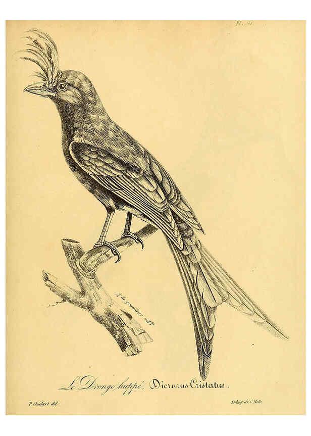 Reproducción/Reproduction 6001950441: La galerie des oiseaux Paris :Carpentier-Méricourt,1834
