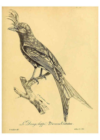 Reproducción/Reproduction 6001950441: La galerie des oiseaux Paris :Carpentier-Méricourt,1834