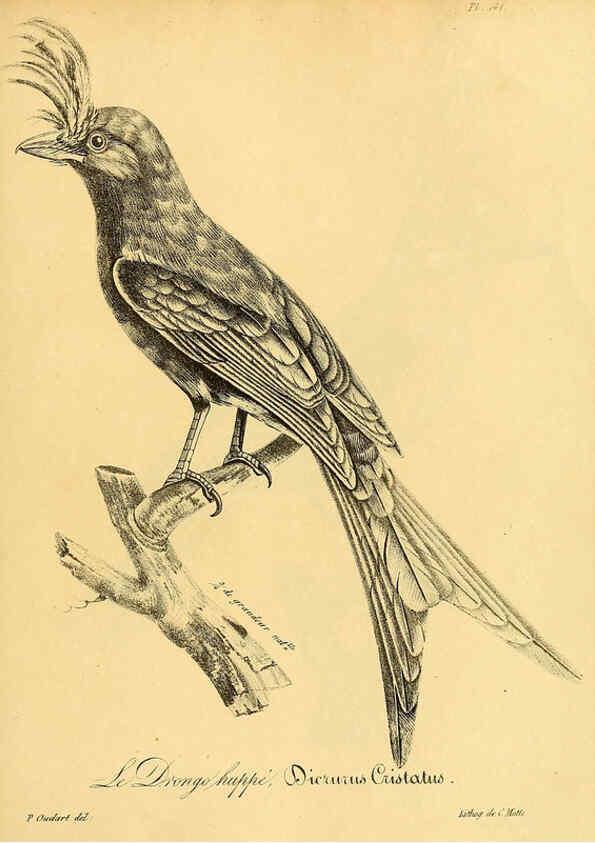 Reproducción/Reproduction 6001950441: La galerie des oiseaux Paris :Carpentier-Méricourt,1834