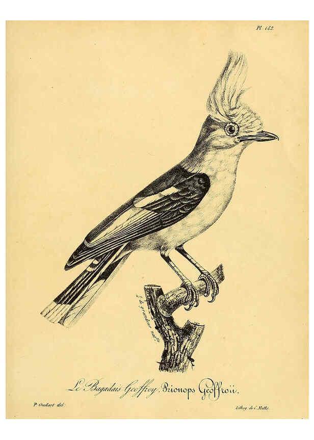 Reproducción/Reproduction 6001950805: La galerie des oiseaux Paris :Carpentier-Méricourt,1834