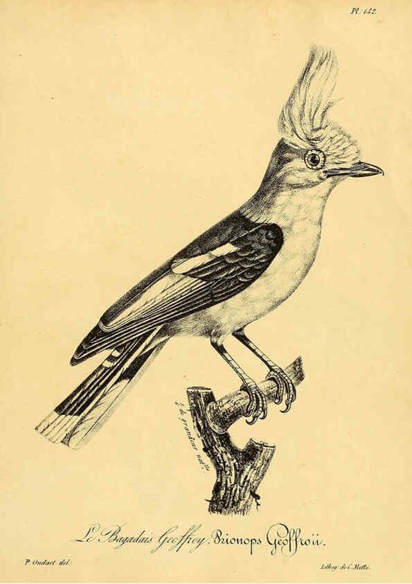 Reproducción/Reproduction 6001950805: La galerie des oiseaux Paris :Carpentier-Méricourt,1834