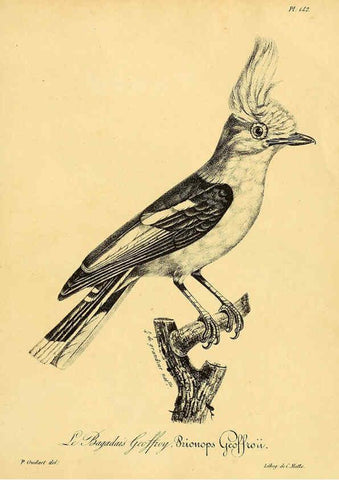 Reproducción/Reproduction 6001950805: La galerie des oiseaux Paris :Carpentier-Méricourt,1834