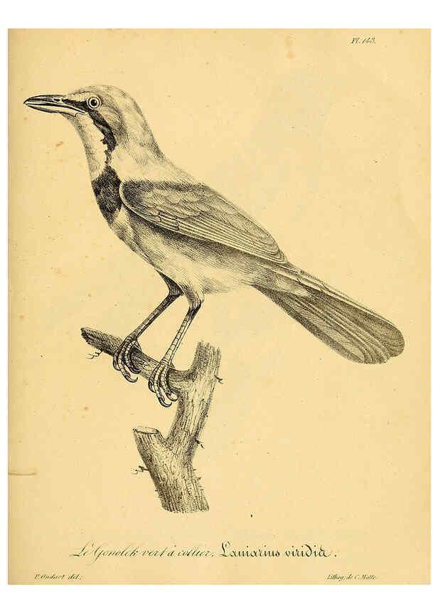 Reproducción/Reproduction 6001951143: La galerie des oiseaux Paris :Carpentier-Méricourt,1834