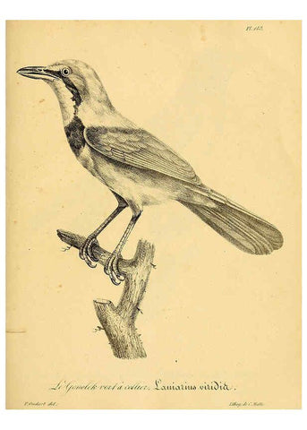Reproducción/Reproduction 6001951143: La galerie des oiseaux Paris :Carpentier-Méricourt,1834