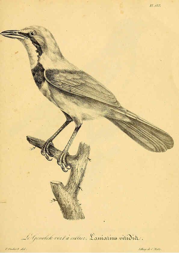 Reproducción/Reproduction 6001951143: La galerie des oiseaux Paris :Carpentier-Méricourt,1834