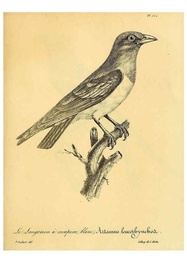Reproducción/Reproduction 6001951447: La galerie des oiseaux Paris :Carpentier-Méricourt,1834