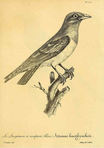 Reproducción/Reproduction 6001951447: La galerie des oiseaux Paris :Carpentier-Méricourt,1834